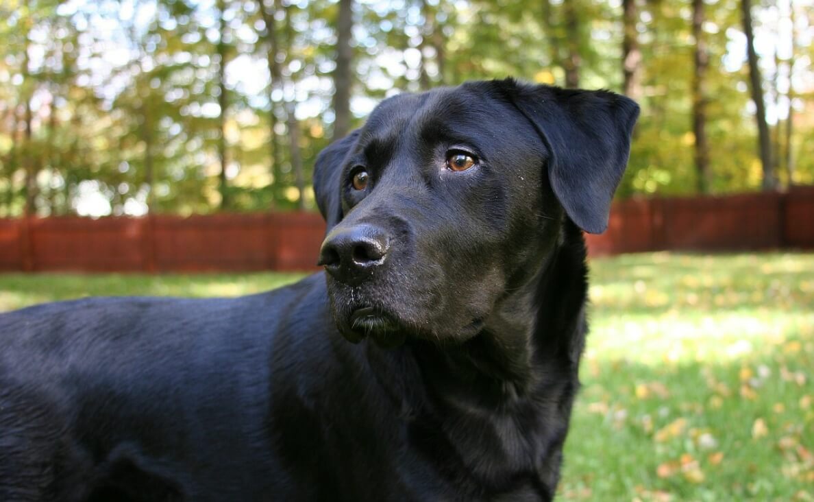 electric fences - labrador retriever in yard