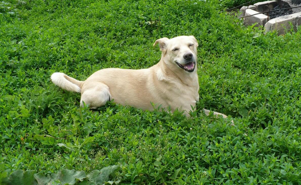 electric fences - yellow labrador retriever