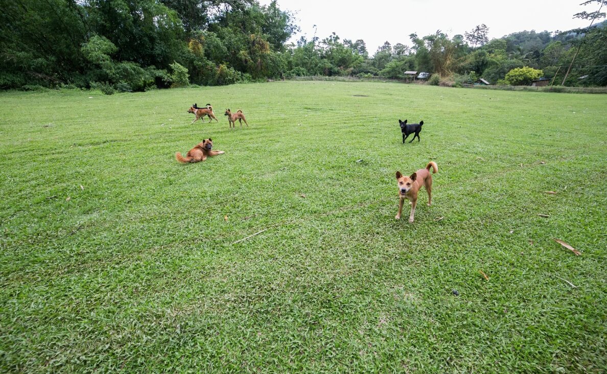 Are Electric Fences Safe for Dogs? Pros and Cons