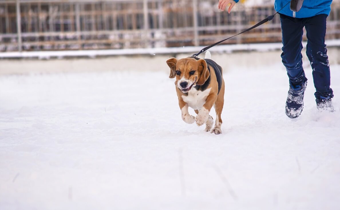 How to Exercise Your Dog When It’s Cold Outside