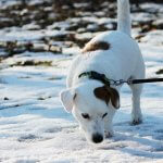 Dog Friendly Ice Melt: Safe Ways to Clear Your Walkways