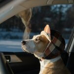 Driving Instead of Flying? Holiday Travel with Your Dog