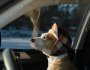 Driving Instead of Flying? Holiday Travel with Your Dog