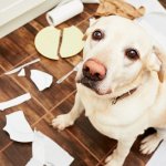 How to Dog Proof Your Home: Simple Ways to Stop Chewing, Digging, and Scratching