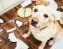 How to Dog Proof Your Home: Simple Ways to Stop Chewing, Digging, and Scratching