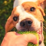 How to Teach Your Dog to Drop It