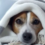 How to Keep Your Dog Warm Without Power