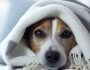 How to Keep Your Dog Warm Without Power
