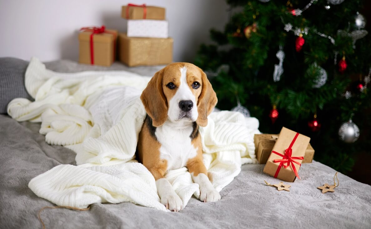 Dog Christmas Gifts - Beagle laying in front of Christmas tree in plush knitted throw blanket