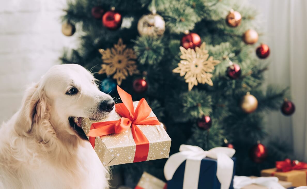 Dog Christmas Gifts - Golden Retriever with gift in it's mouth with decorated Christmas tree in background