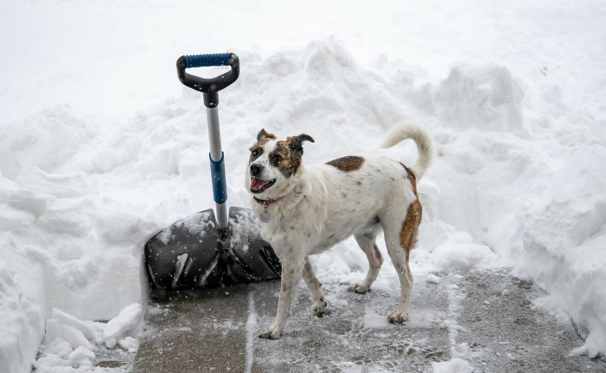 Australian Shepherd mix on sidewalk