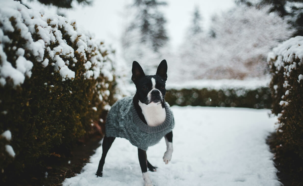 Dog Friendly Ice Melt - Boston terrier in snow