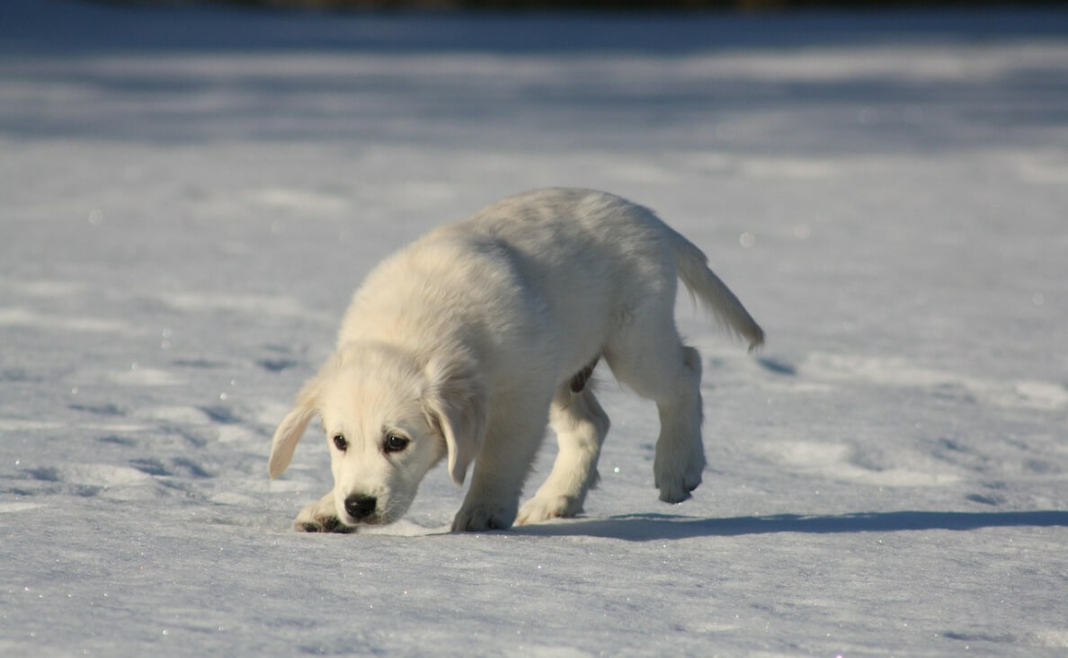 Dog Friendly Ice Melt - Golden Retriever puppy in snow