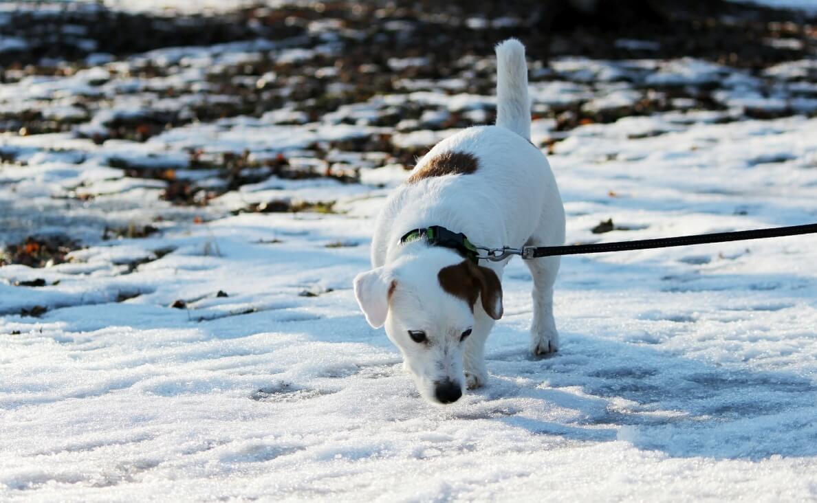 Dog Friendly Ice Melt: Safe Ways to Clear Your Walkways