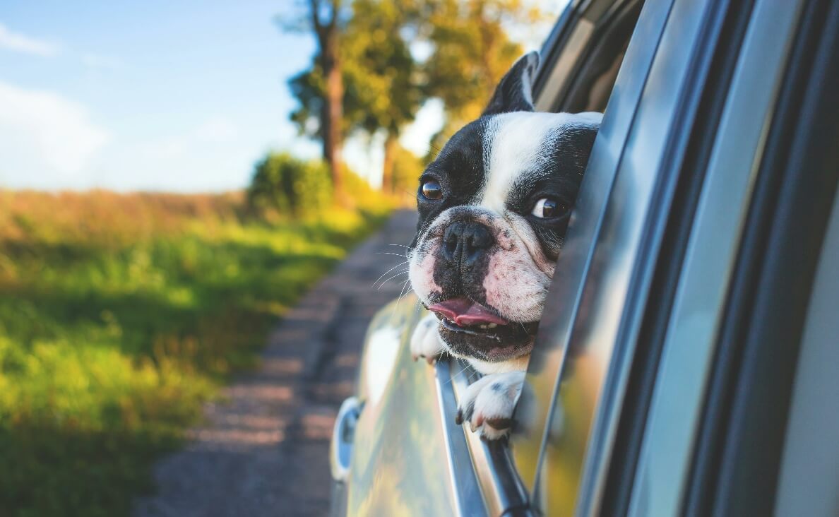 Holiday travel - cute french bulldog looking out car window