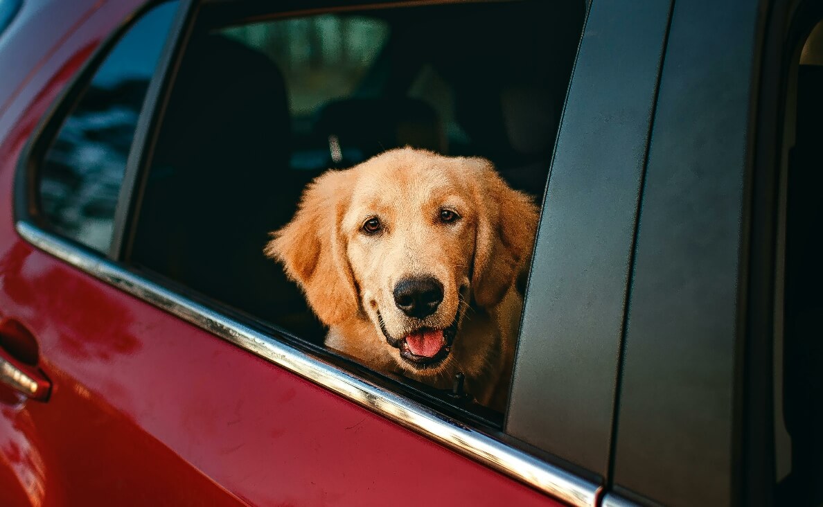 Holiday travel - golden retriever looking out car window