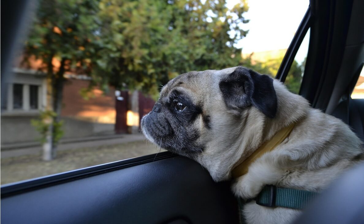 Holiday travel - pug dog wearing harness looking out car window
