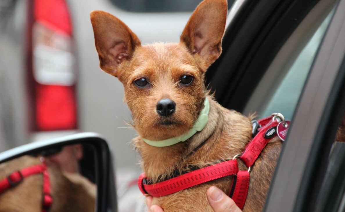 Holiday travel - terrier mix wearing a seat belt harness