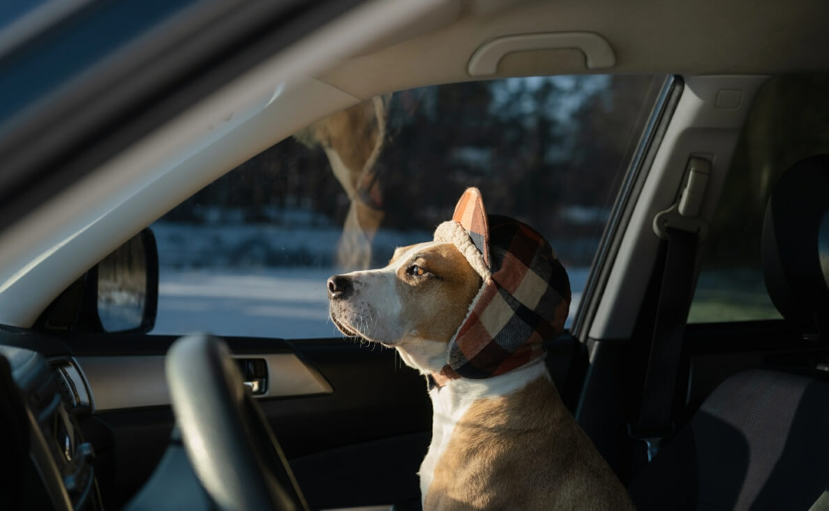 Driving Instead of Flying? Holiday Travel with Your Dog