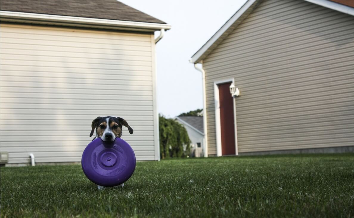 drop it - beagle holding a frisbee