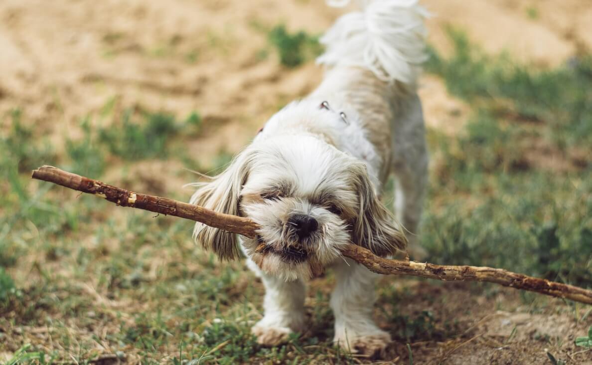 drop it - shih tzu with stick in mouth