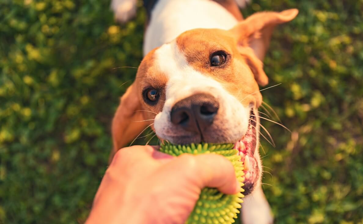 How to Teach Your Dog to Drop It