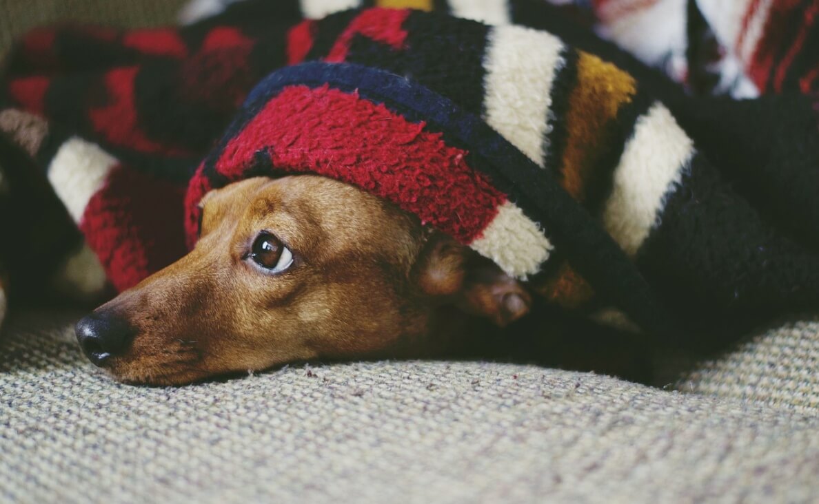 keep your dog warm without power - daschund under a blanket