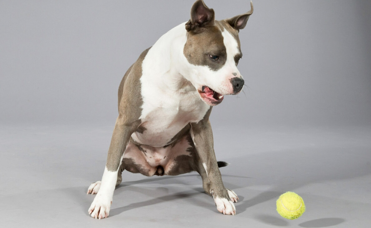 pit bull dropping the ball