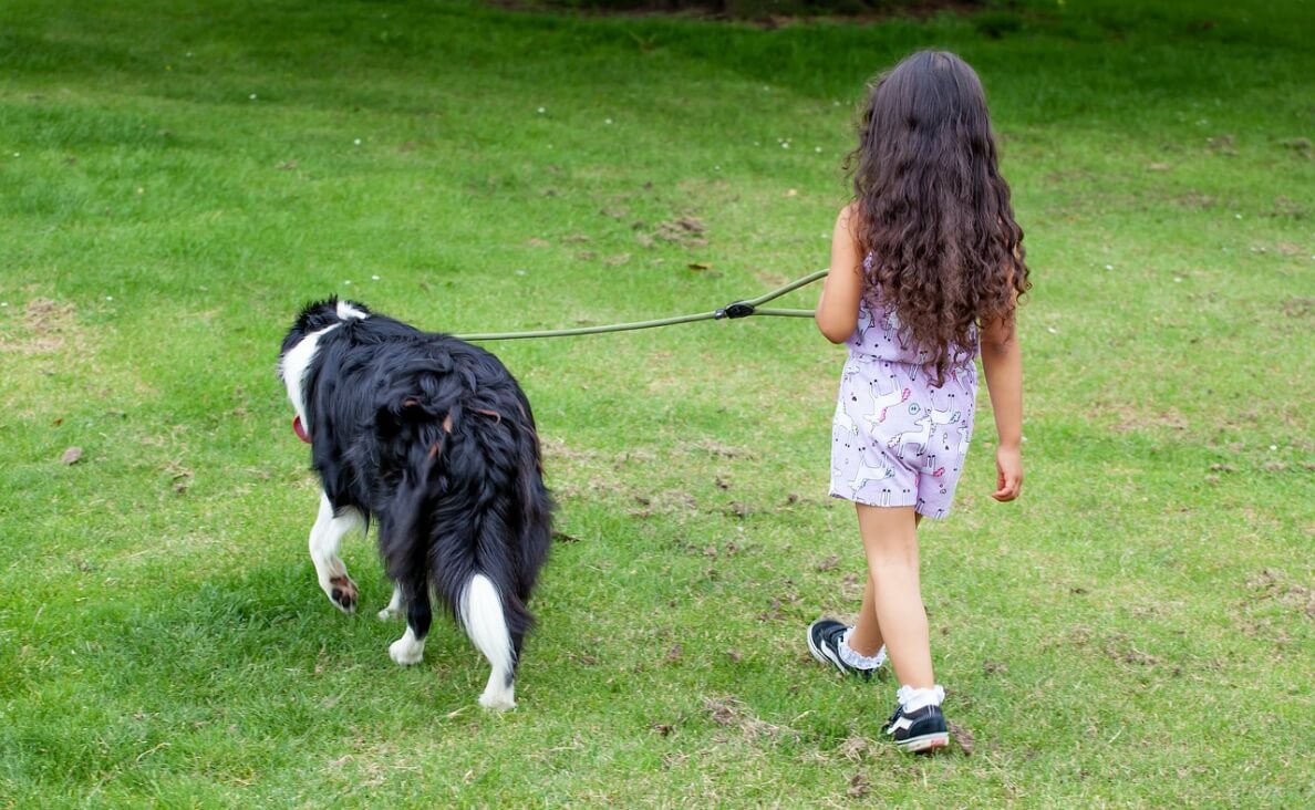 child walking a black and white dog