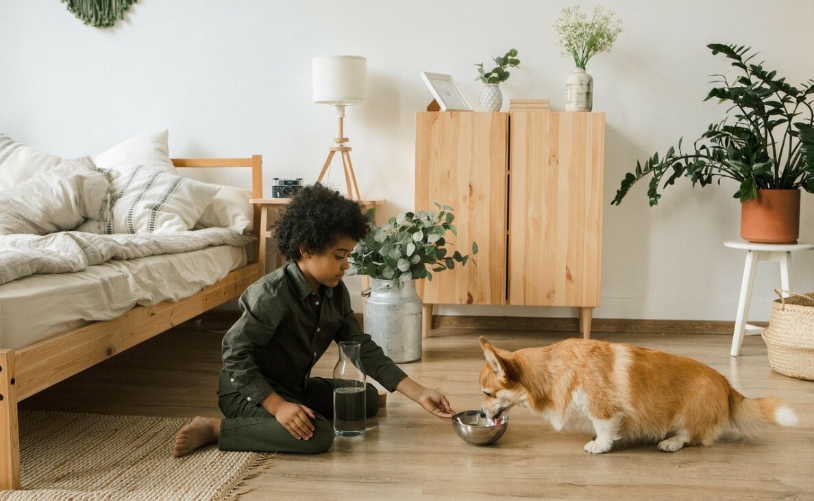 little boy feeding a corgi