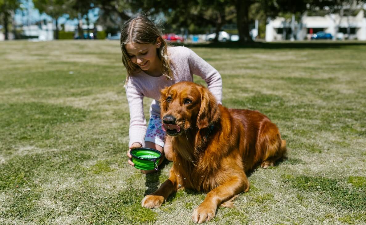 little girl giving irish setter water