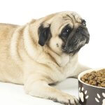 Dog Not Eating? Common Reasons and When to Worry