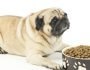 Dog Not Eating? Common Reasons and When to Worry