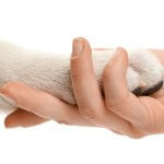 Dog Paw Balm vs Wax vs Butter: What’s Best for Your Dog?