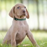 How to Teach a Puppy to Wear a Collar the Easy Way