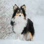 Winter Skin Care for Dogs: Common Issues & When to Worry