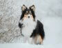 Winter Skin Care for Dogs: Common Issues & When to Worry