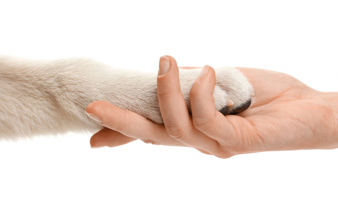 Dog Paw Balm vs Wax vs Butter: What’s Best for Your Dog?