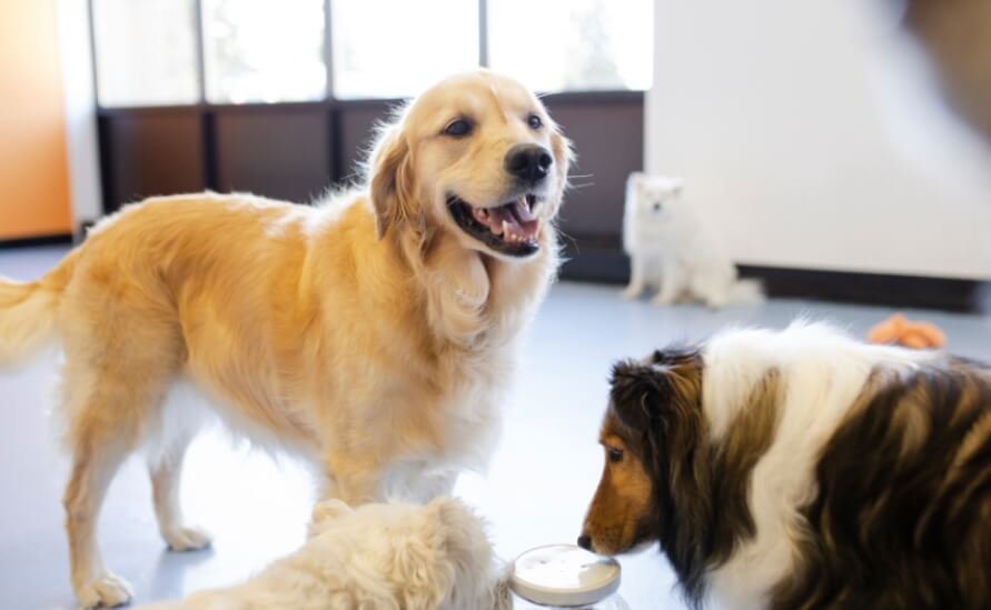 Do Senior Dogs Like Daycare? A Guide to Senior Dog Daycare