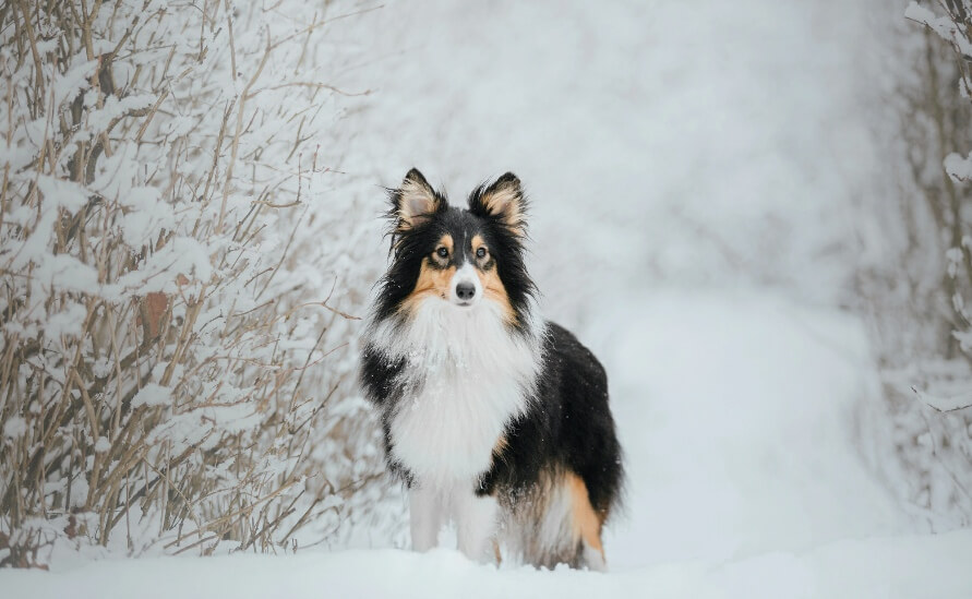 Winter Skin Care for Dogs: Common Issues & When to Worry