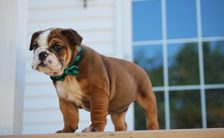 bulldog puppy on porch