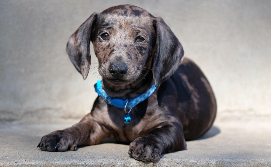 dachshund puppy