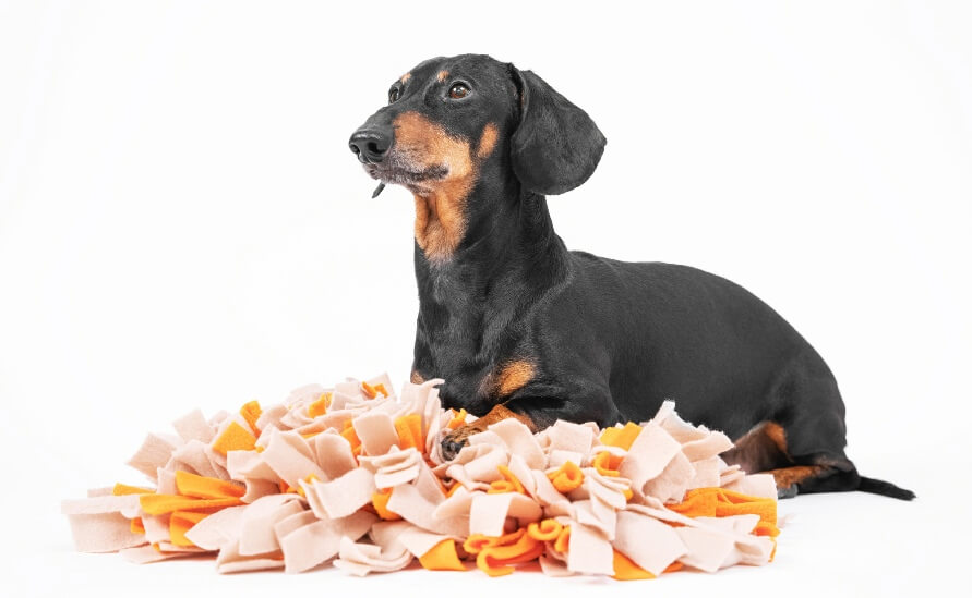 dachshund with snuffle mat