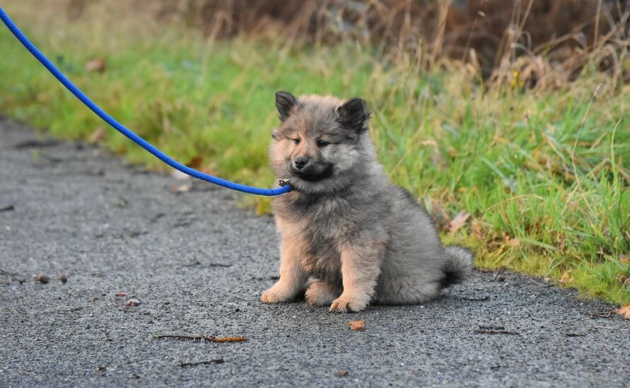 fluffy puppy on leash