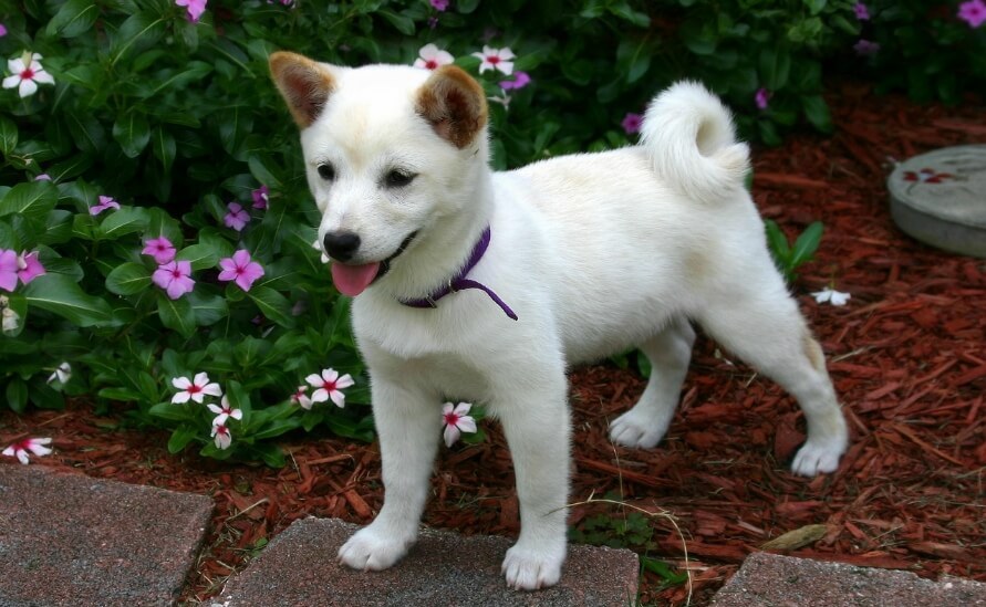 Shiba Inu puppy outside with flowers