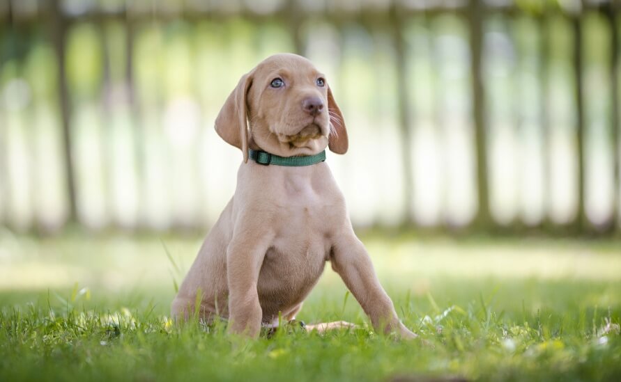 How to Teach a Puppy to Wear a Collar the Easy Way