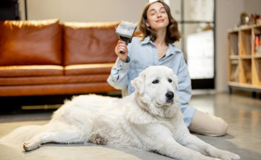 Why Dogs Shed More in Spring and 7 Ways to Manage It