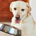 Fresh vs Kibble for Dogs: Understanding Your Options