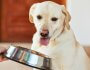 Fresh vs Kibble for Dogs: Understanding Your Options