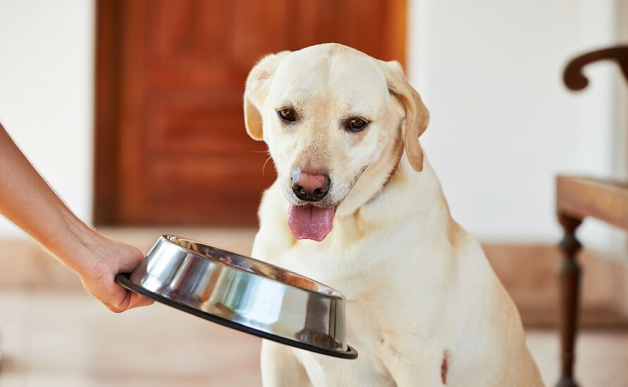 Fresh vs Kibble for Dogs: Understanding Your Options